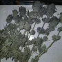 Семена конопли Blue Gelato 41 от Barney's Farm